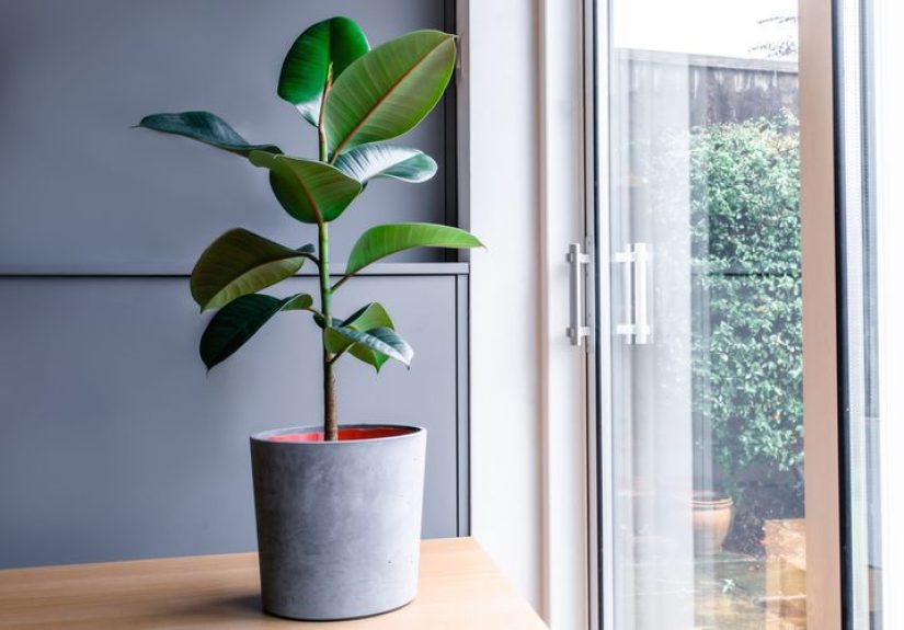 7 Reasons Your Rubber Plant Is Losing Leavesand How to Fix It Fast