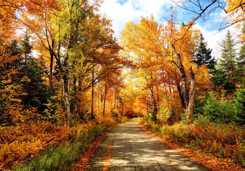 Fall Foliage Is About to PeakThis Map Shows When Colors Will Be Most Vibrant Near You