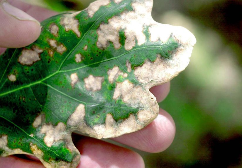 Here's Why Your Tree's Leaves Are Turning Brown in Summer