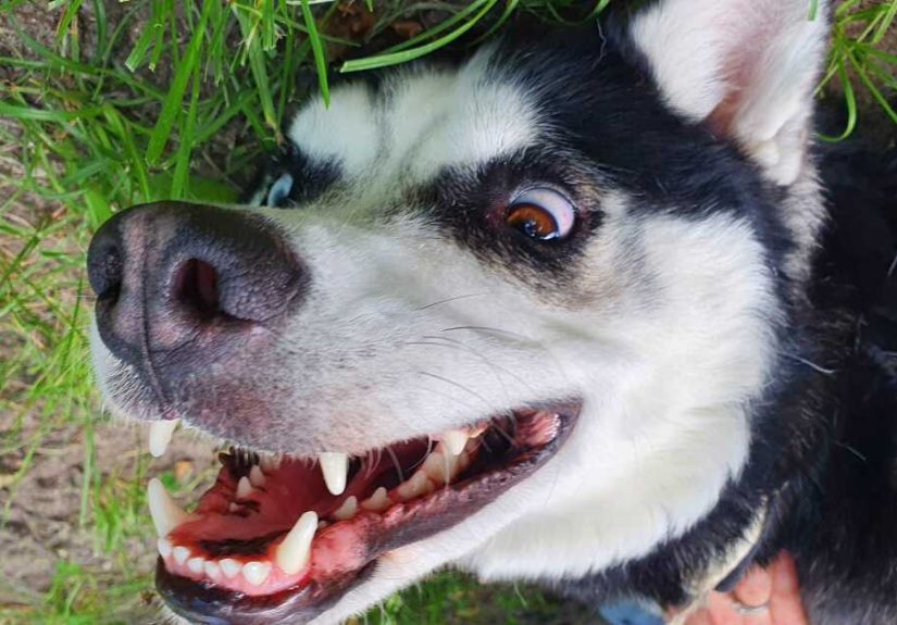 Hey Pandas, Post A Photo Of Your Husky