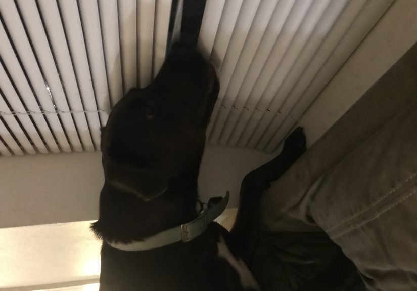 Hey Pandas, Post A Pic Of Your Pet Doing Something Odd Or Unusual