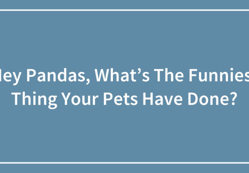 Hey Pandas, What’s The Funniest Thing Your Pets Have Done?