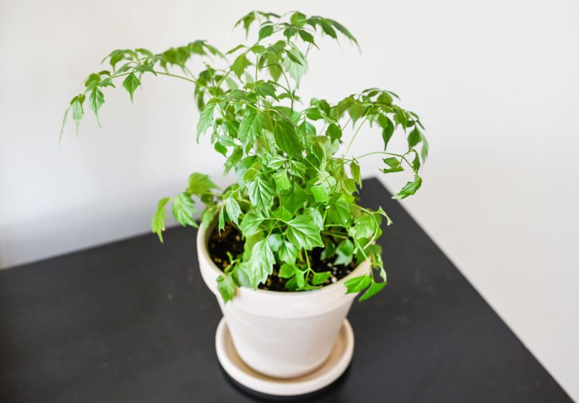 How to Care for China Doll Plant