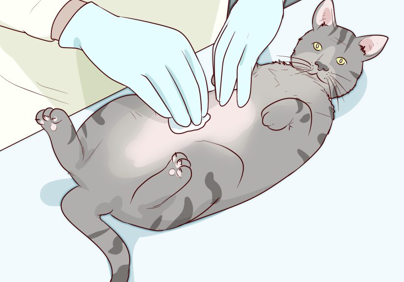 How to Diagnose and Treat Pyometra in Cats: 10 Steps