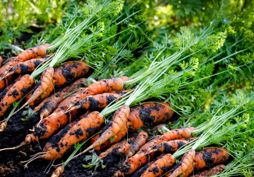 How to Grow and Care for Carrots