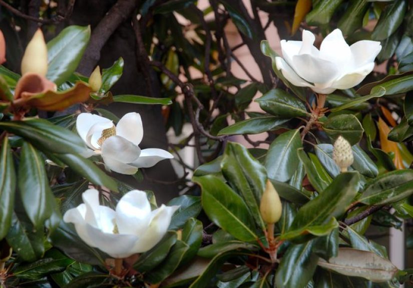How to Grow and Care For Little Gem Magnolia Tree