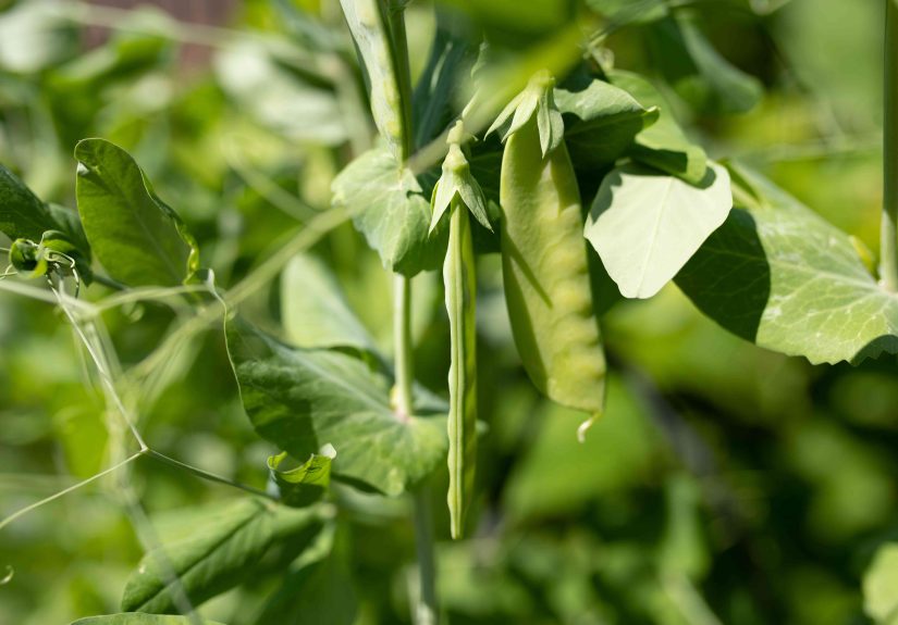How to Grow and Care for Peas