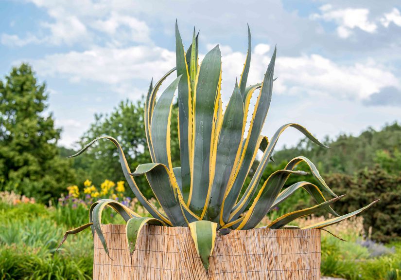 How to Grow and Care for the Century Plant