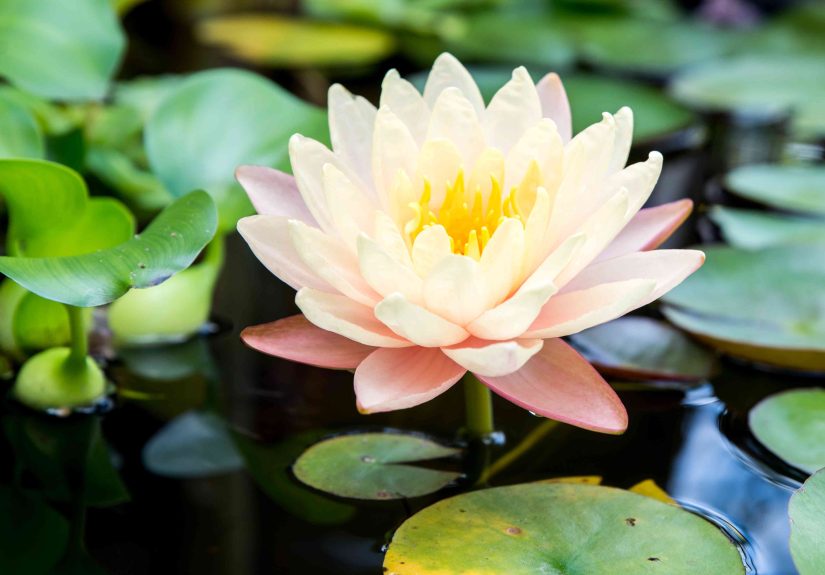How to Grow and Care for Water Lilies and Lotus