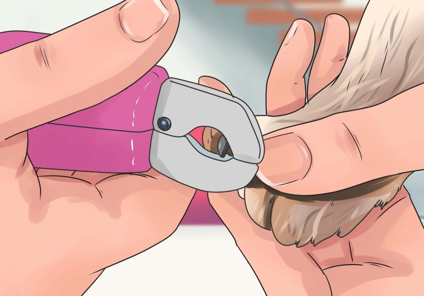 How to Identify & Treat Hot Spots on Dogs