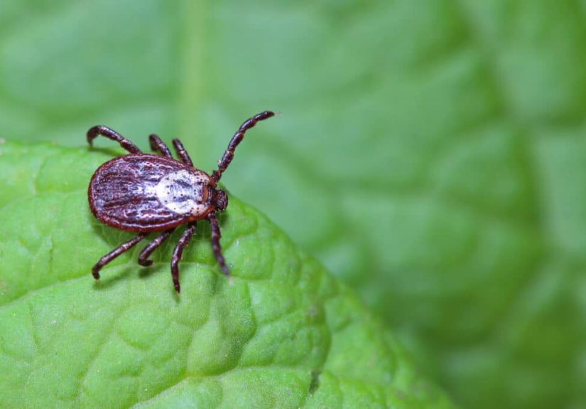 How To Kill Ticks in Your Yard