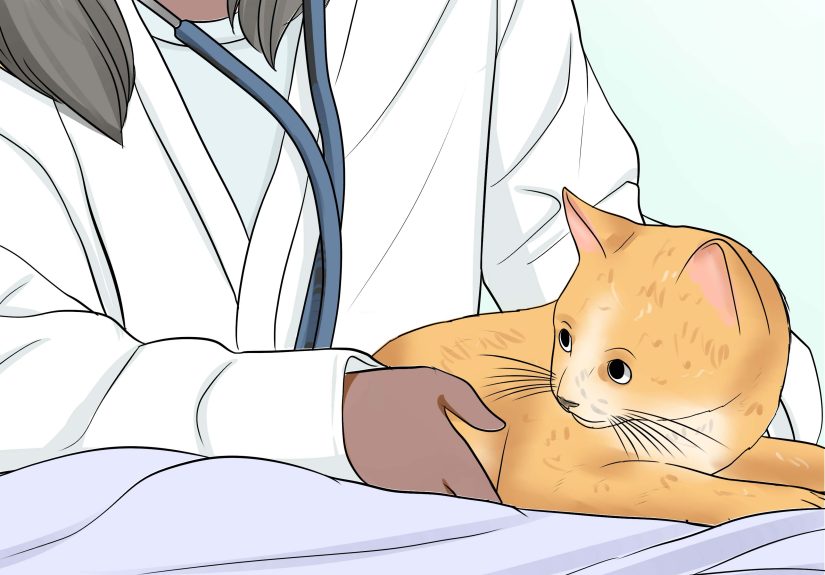 How to Know if a Cat Is Stressed: 13 Steps
