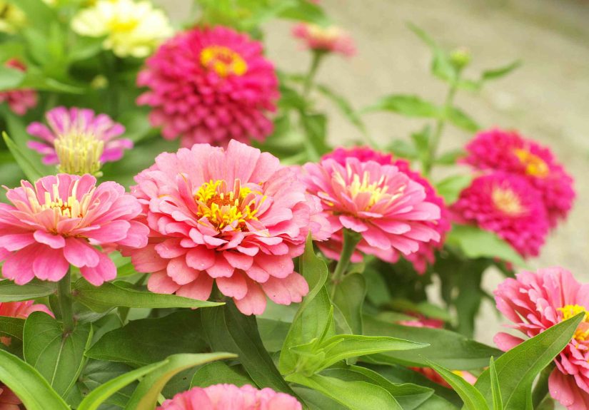 How to Make Zinnias Bloom Again (and Again) Before Summer Ends