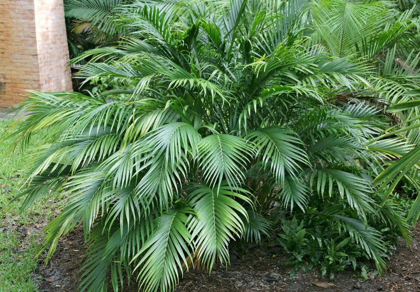 How to Plant and Grow Bamboo Palm Indoors