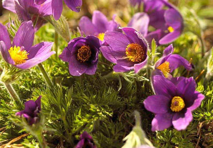 How to Plant and Grow Pasque Flower