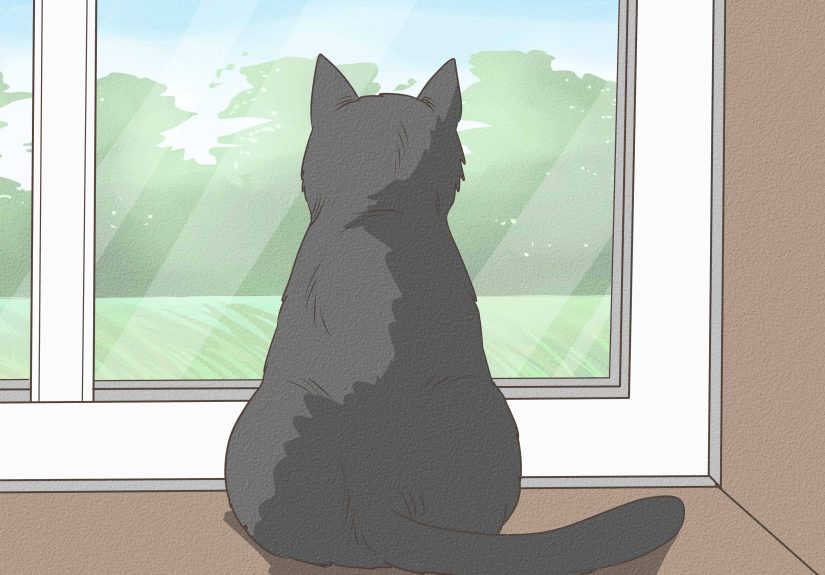 How to Recognize Signs of Shock in a Cat: Immediate Care