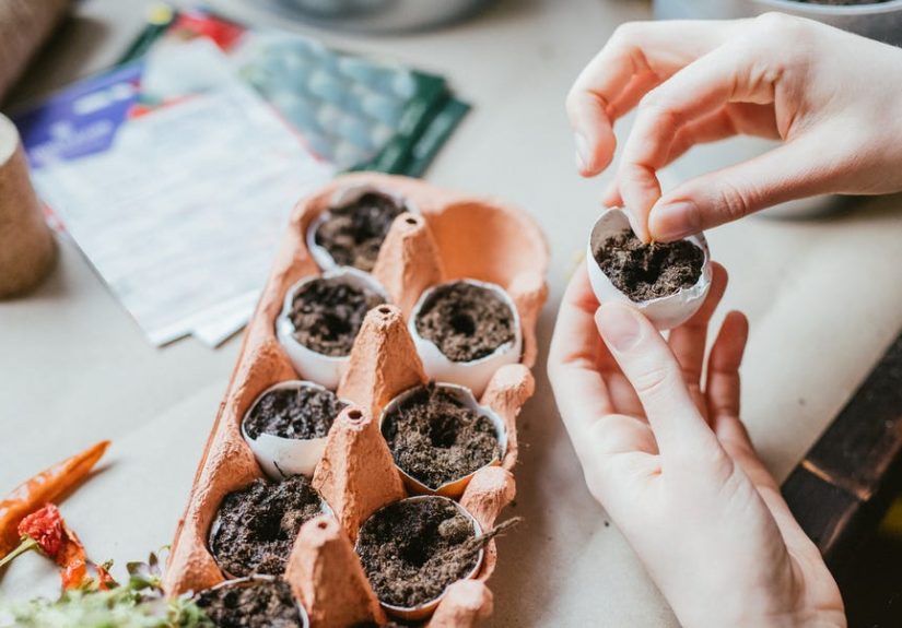 How to Soak Garden Seeds for a Prosperous Crop