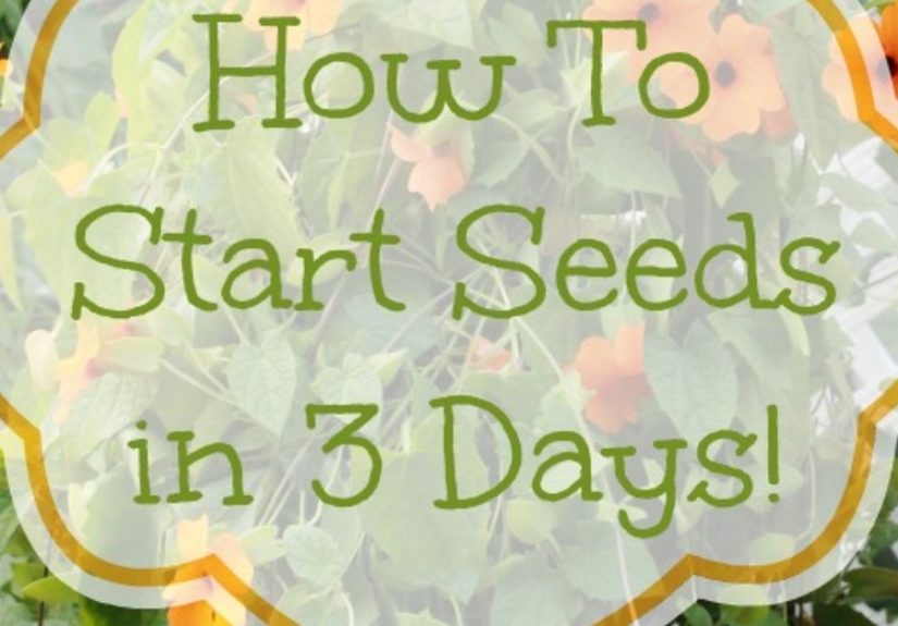 How To Start Seeds In Just 3 Days!