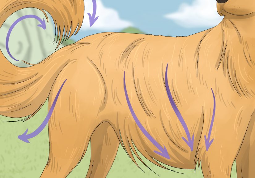 How to Wash Poop off a Dog: Spot Cleaning & Bathing