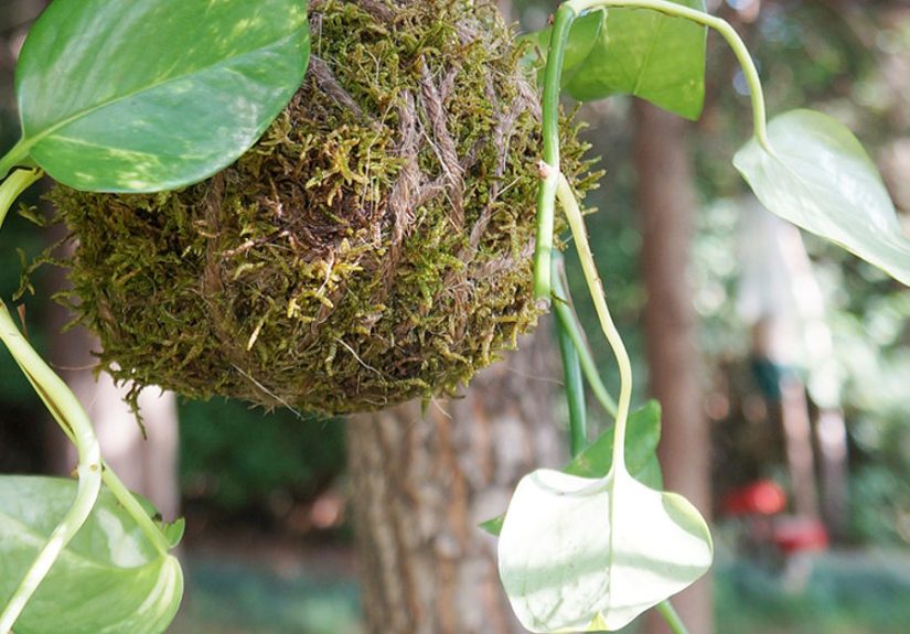 Kokedama From Plant Cuttings