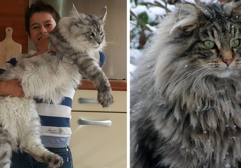 Maine Coon Cats: Giant Kitties With The Softest Character