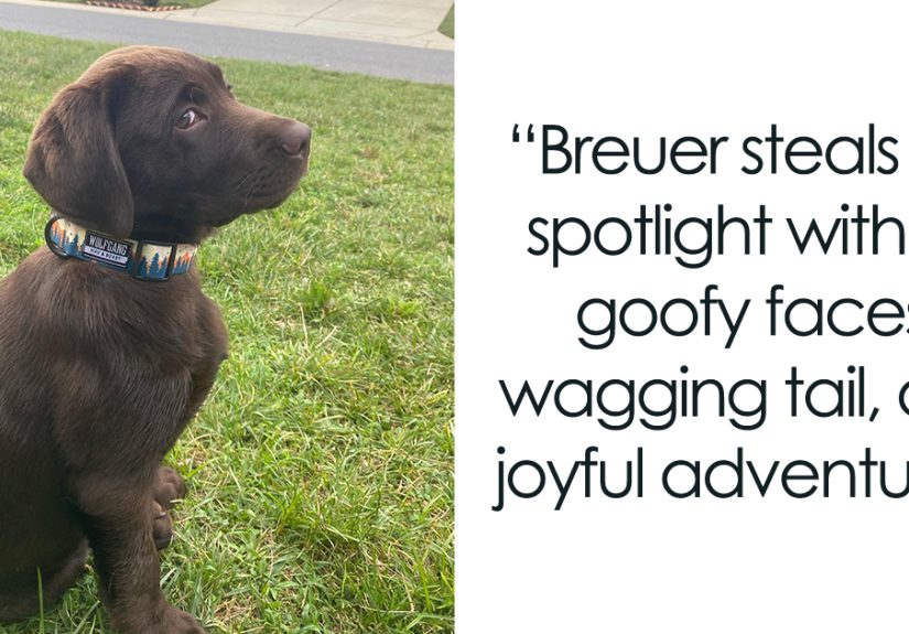 Meet Breuer, The Labrador Winning Instagram While Keeping His Late Brother’s Spirit Alive