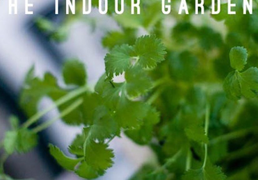 Planting Cilantro - Creating an Indoor Kitchen Garden