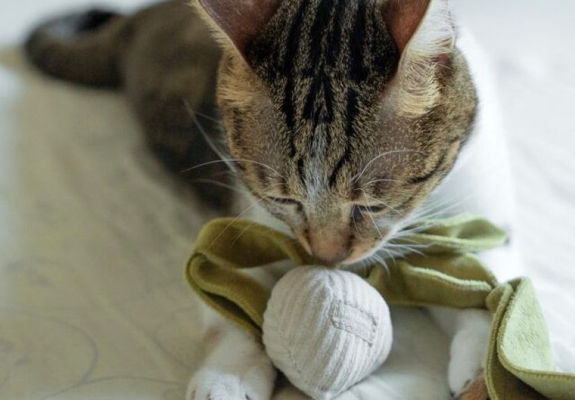 Remodelista Gift Guide 2023: 10 Ideas For Very Good Pets (And Their Humans) Web Story