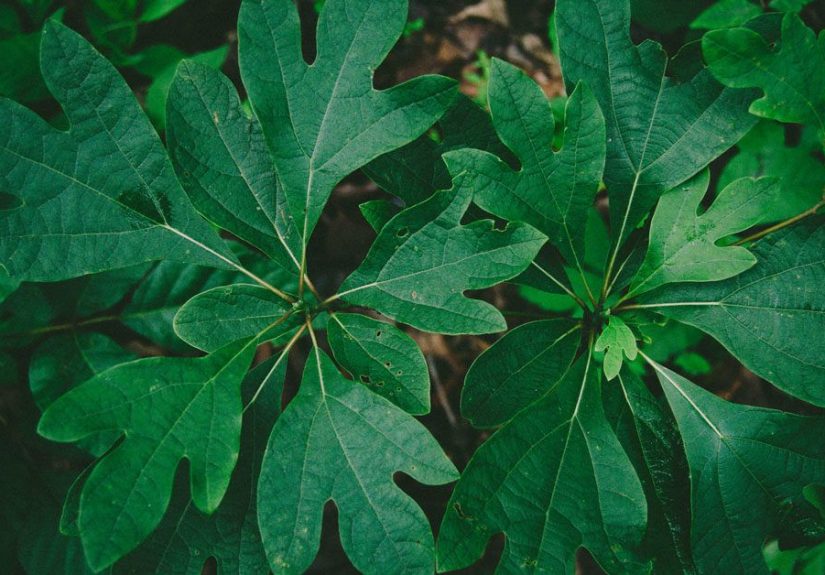 Sassafras Tea: Possible Risks and What to Know