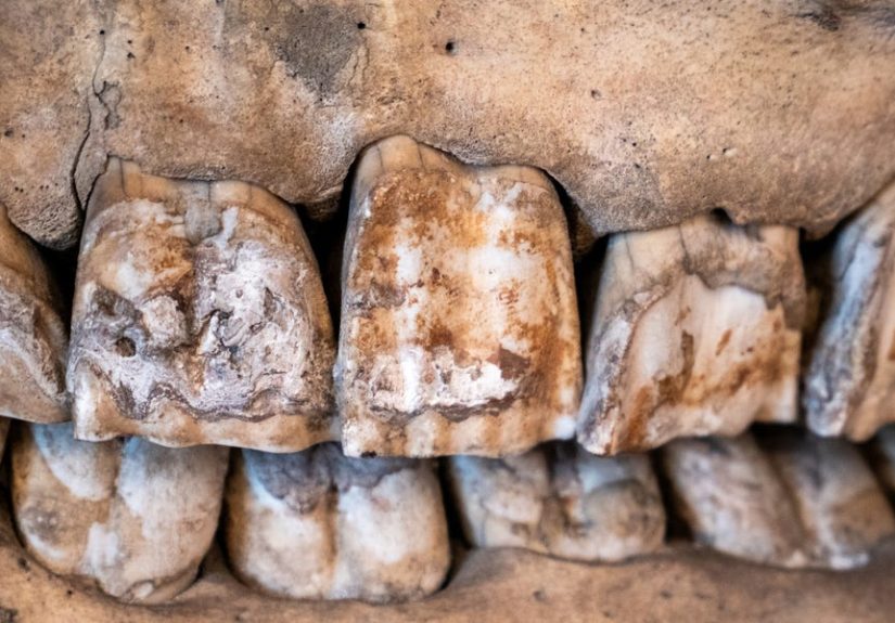 Scientists Found the Oldest Surviving Proteins in a Rhino Ancestor’s Teeth