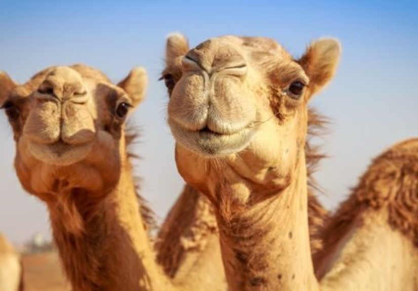 Ten Strange Things You Never Knew about the Wild West