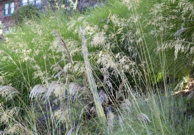 The Landscape Designer Is In: Drought Tolerant, Deer Resistantand on a BudgetIn Berkeley