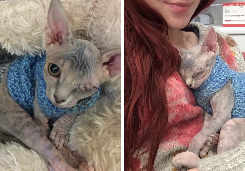 This Woman Was Afraid How Her Bull Terrier Would React To A Newly Adopted One-Eyed Cat, Look At Them Now