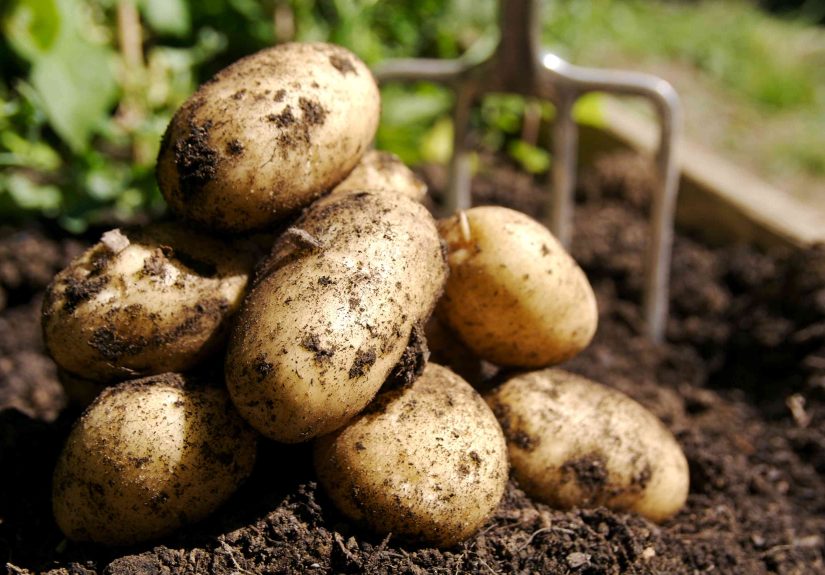 When to Plant Potatoes for an Abundant Harvest, According to Gardeners