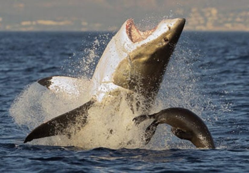 10 Great White Sharks That Came In A Bad Second