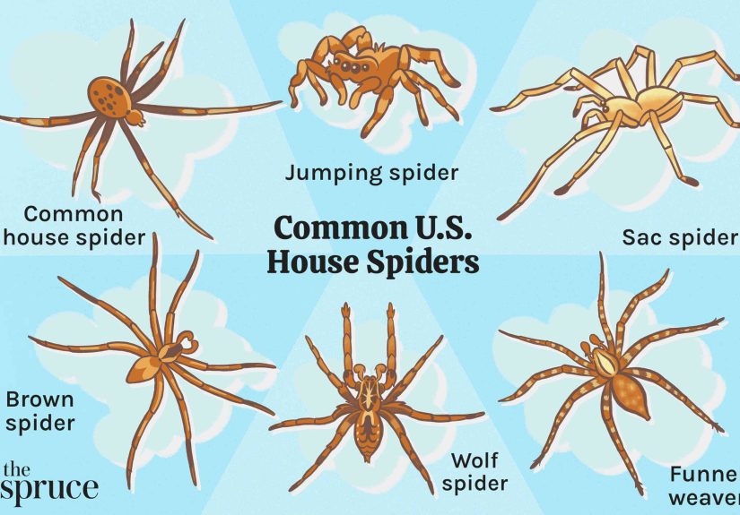 11 Most Common House Spiders: Identification and More