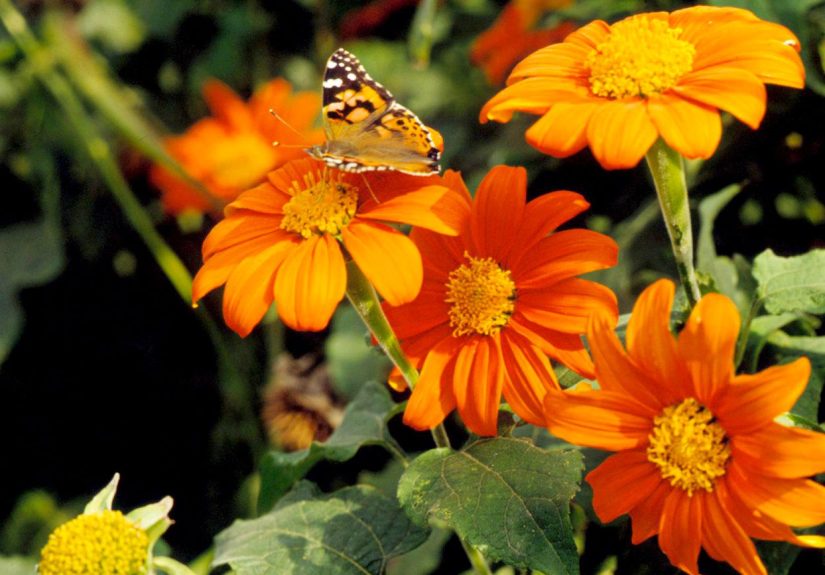 27 Colorful Butterfly Plants to Attract These Pretty Pollinators