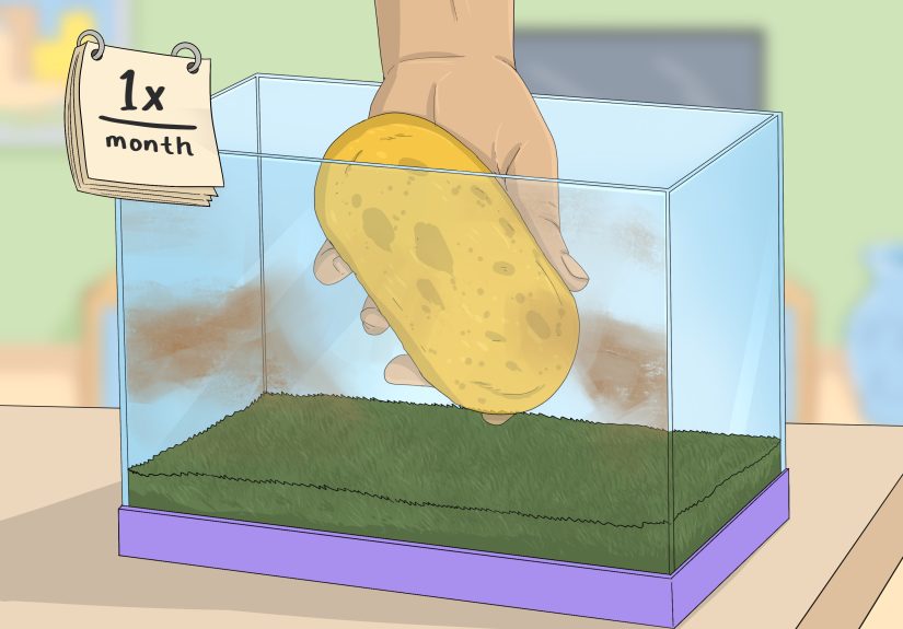 3 Ways to Care for Green Tree Frogs