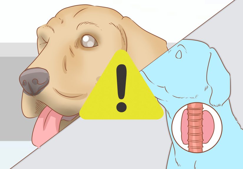 3 Ways to Determine Benadryl Dosage for Dogs