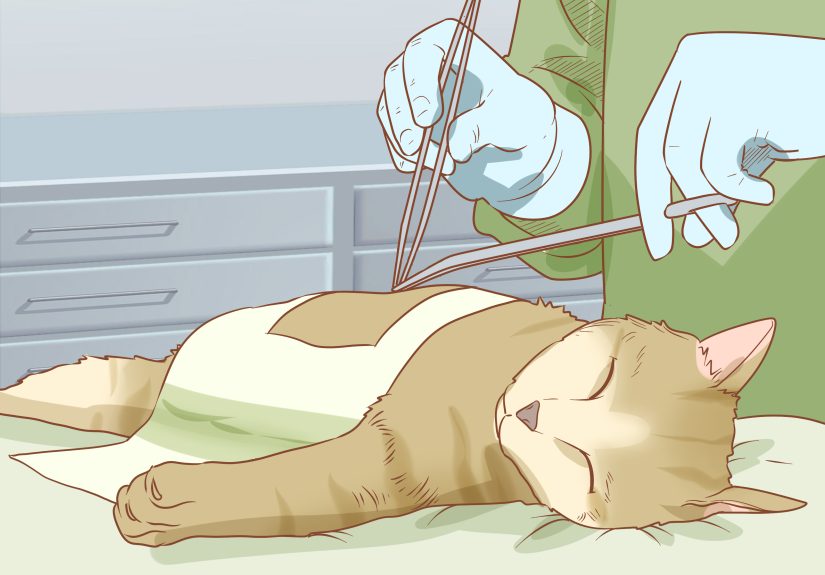 3 Ways to Diagnose and Treat Hernias in Cats