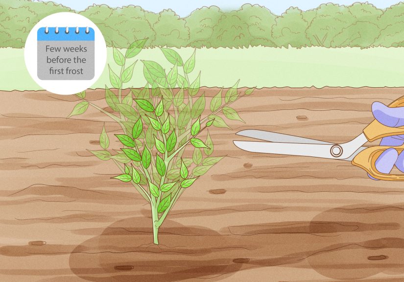3 Ways to Prune Pepper Plants