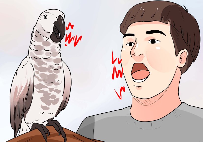 3 Ways to Train Parrots to Make Less Noise
