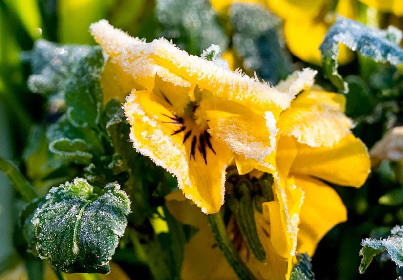 5 Things You Can Do Right Now to Save Your Garden From the First Frost