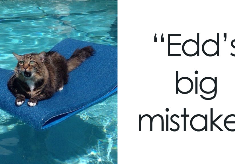 50 Animals That Got Stuck In Such Hilarious Ways It Might Make You Question How They Managed It