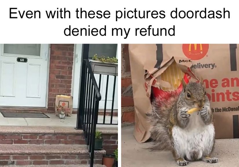 50 Hilariously Wholesome Animal Memes That Help People Forget Problems And Heavy Thoughts