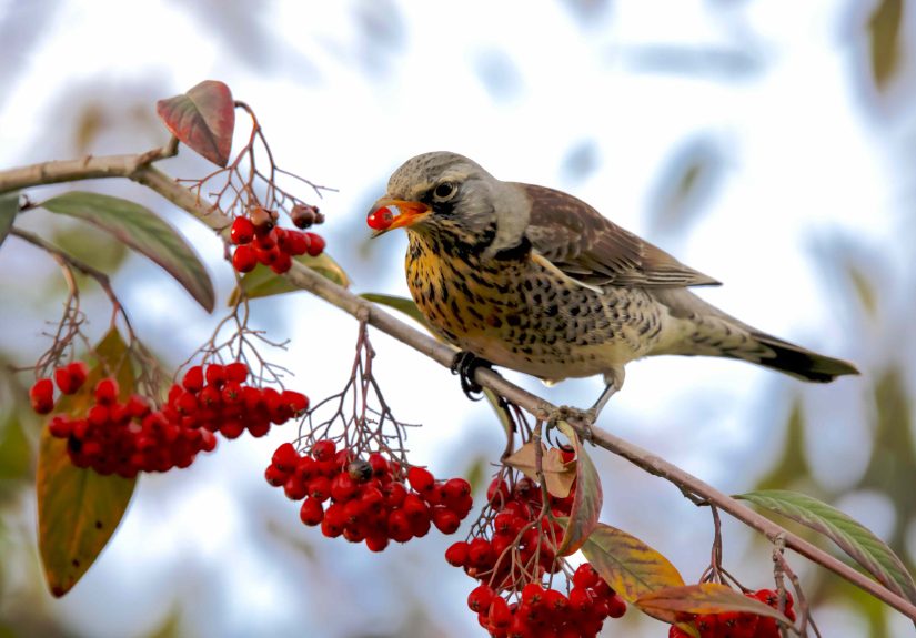 7 Bird-Friendly Plants Pros Say You Should Leave in Your Garden This Fall
