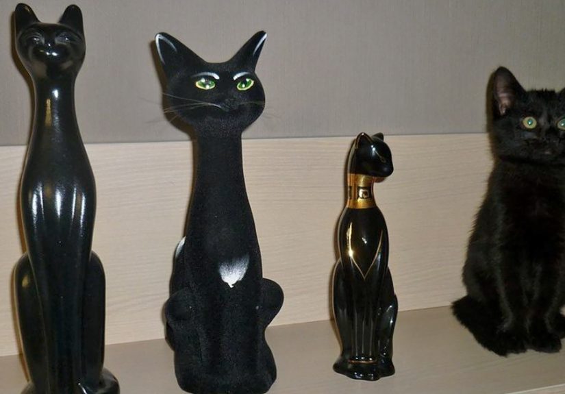 81 Purrfectly Camouflaged Cats That Are Impossible To Find Without Looking At The Answers