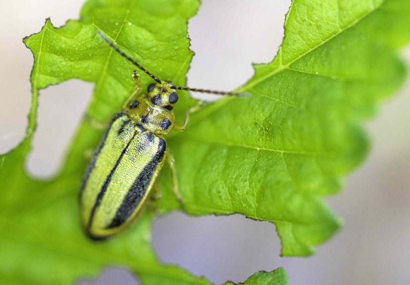 9 Genius Ways Gardeners Get Rid of Cucumber Beetles for Good