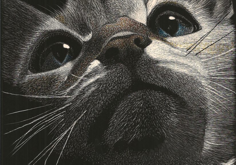 A Calico Cat Looking Up…simply! Could Not Resist The Looks In His Face So I “Scratched” Him And Some One Felt The Same-Off To Their Home It Went! Www.luzimmscratchart.com