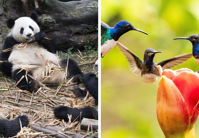 &ldquo;An Embarrassment Of Pandas&rdquo;: 50 Quirky Names For Groups Of Animals That Sound Like A Joke, But Are Actually Real